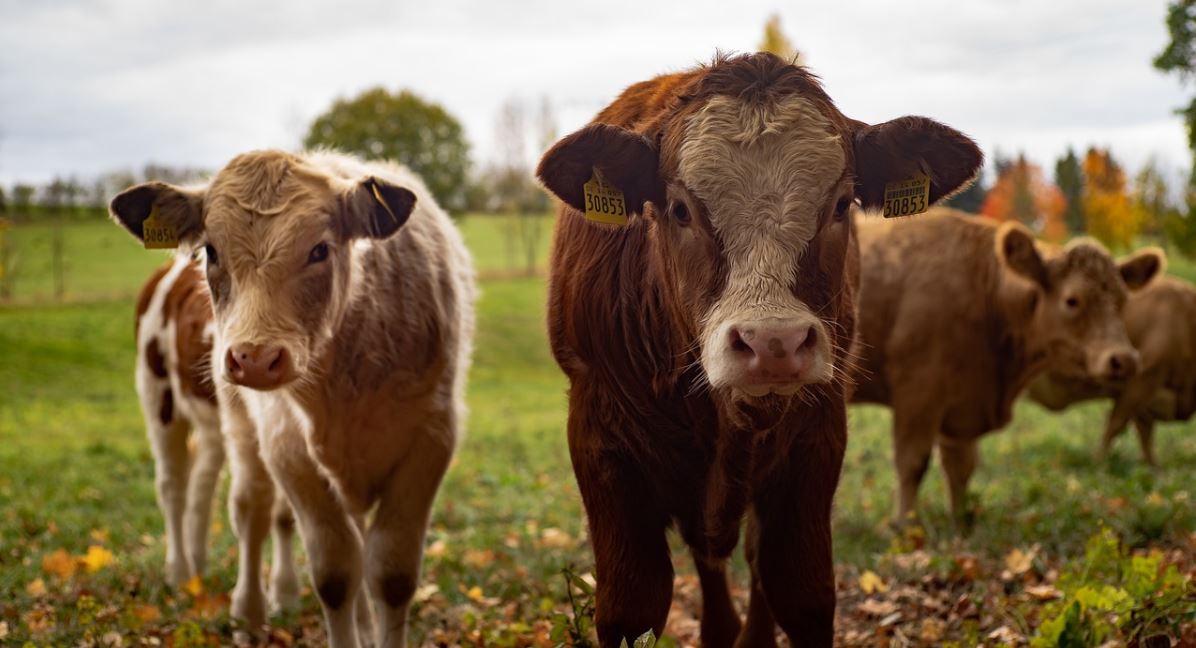 Diatomée Complément alimentaire pour les vaches