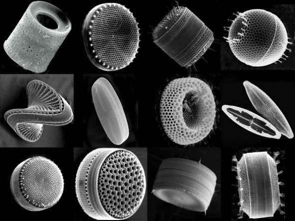 Microscope terre de diatomées