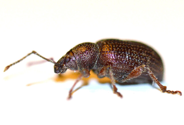 Photo du scarabé rainuré