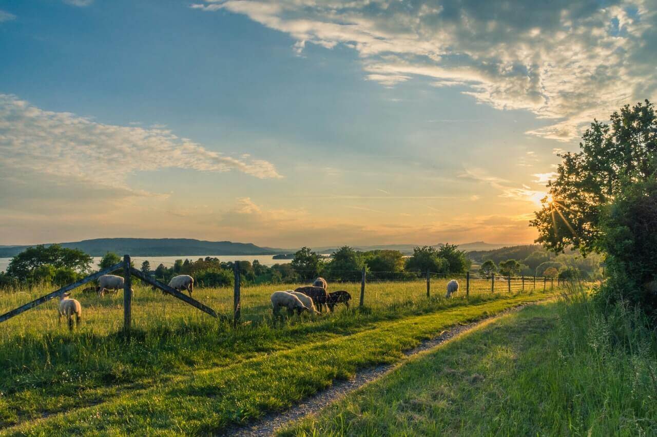 Terre de diatomées comme fertilisant naturel.