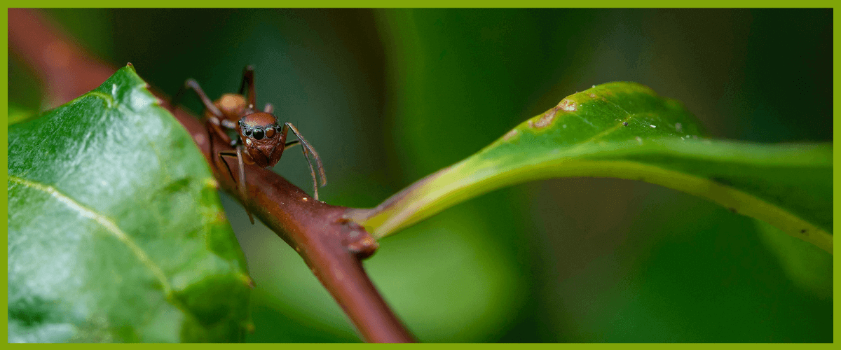 bénéfices de la terre de diatomées