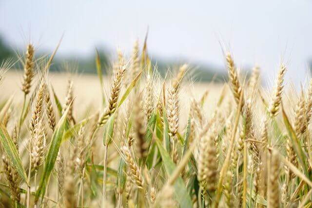 Traiter le blé avec charançons grâce à la terre de diatomées.