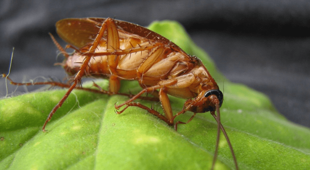 Terre de diatomées pour Cafards