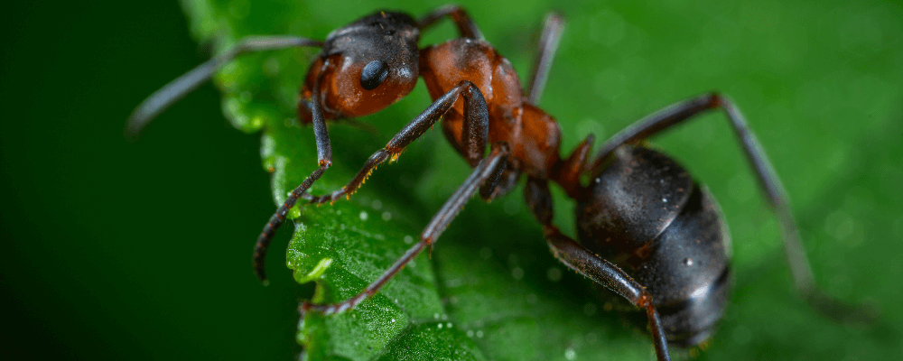 La Droguerie - 🐜 Connaissez vous la terre de diatomée ? 🐜 En tout cas ce  n'est pas l'amie des fourmis 😂 Insecticide puissant et naturel, la terre  de Diatomée est considérée